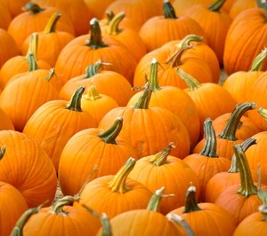 pumpkins