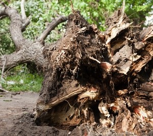 tree+damage